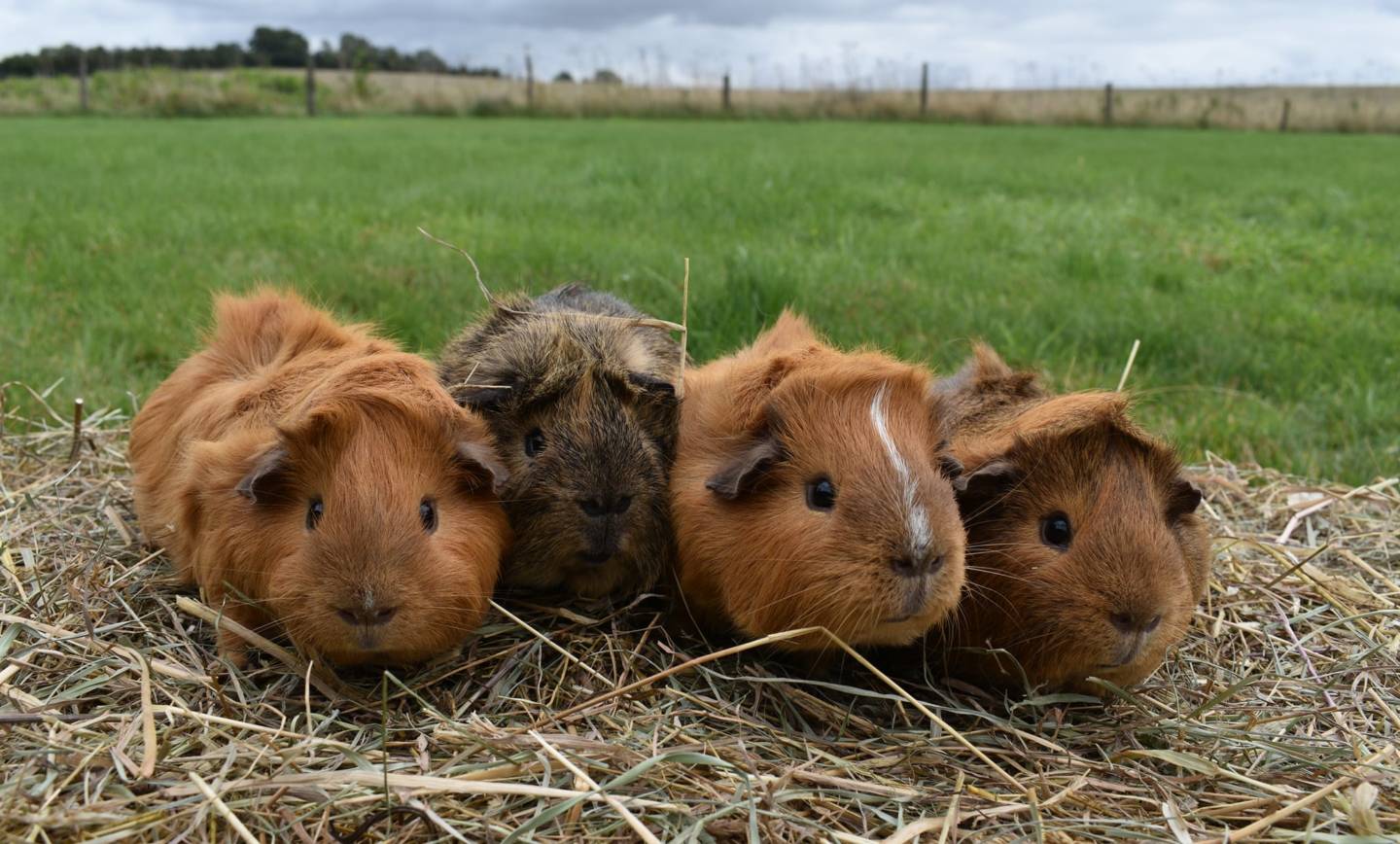 Private Tour Experiences at Furlock Holmes Animal Care Charity