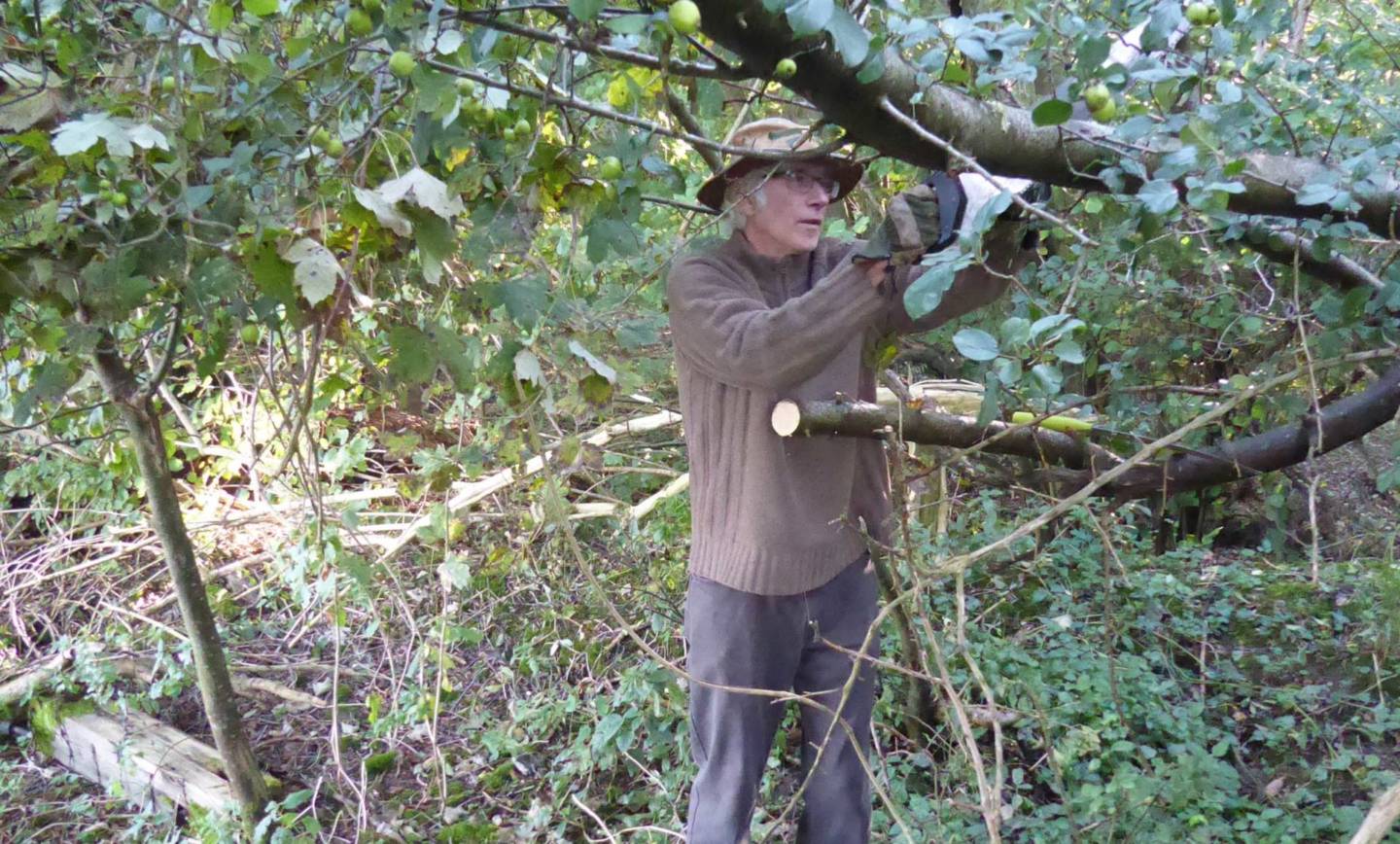 Mill Trail – Fallen Trees Removed by Walkers are Welcome Volunteers