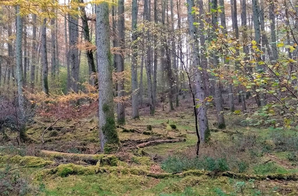 Celebrate National Tree Week – Visit a Wood Near You
