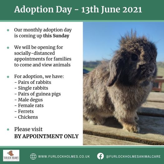 Furlock Holmes Adoption Day
