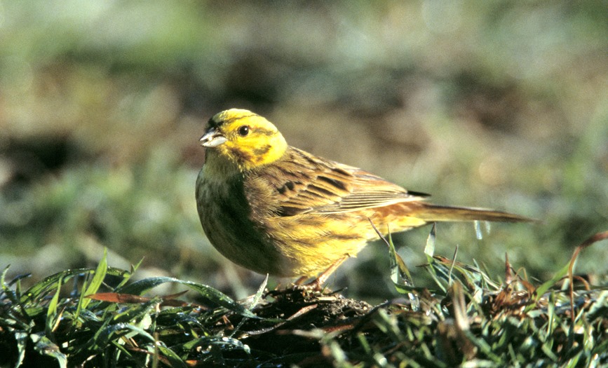 Free Webinar: Farmland Birds in the North Wessex Downs AONB – Reversing the Decline.