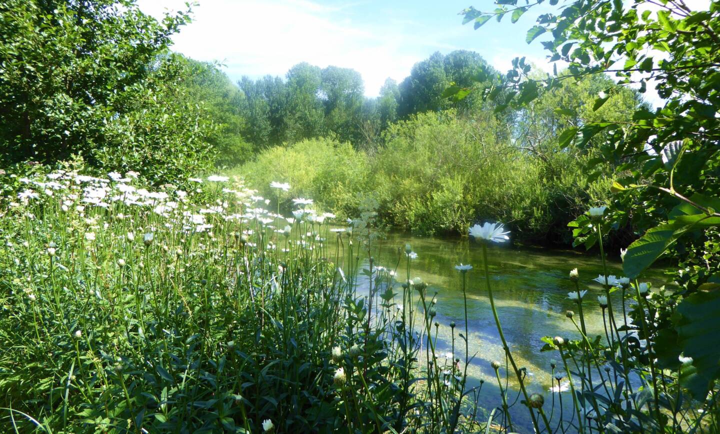 Watercress and Winterbournes – Stream Dipping & Nature Crafts in the Millennium Meadow