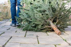 Christmas Tree Recycling – Winchester Road Car Park