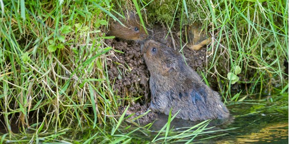 Watercress & Winterbournes – Tales from the Riverbank Photography Exhibition 1st Feb – 29th Apr