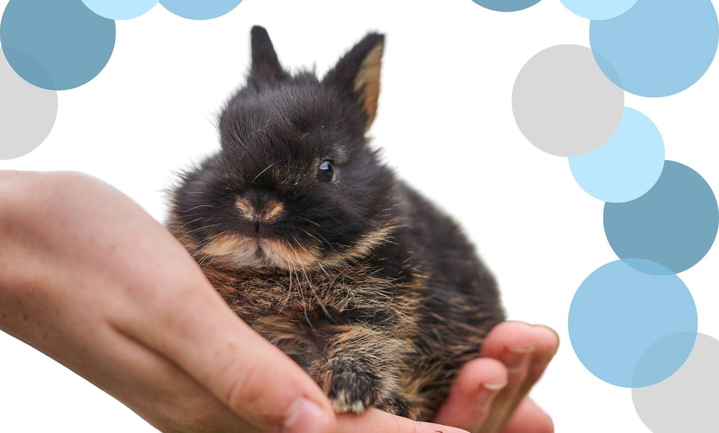 Furlock Holmes Animal Care – *** Volunteers Needed ***