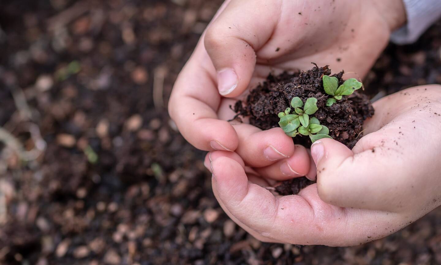 Make a Miniature Garden- Half Term Workshop at Whitchurch Silk Mill
