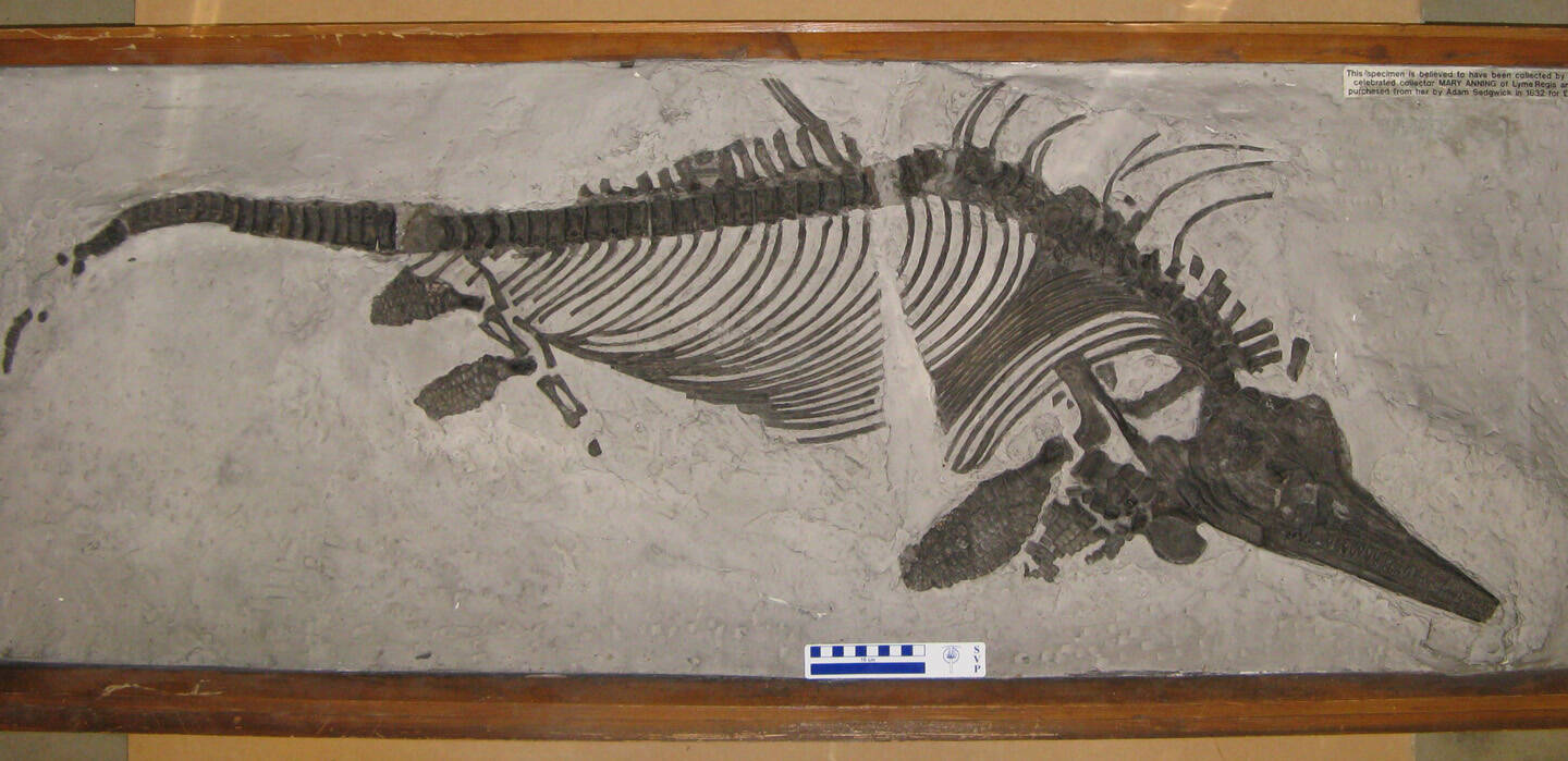 Snakestones and Sea Monsters a Talk About the Remarkable Fossil Hunter Mary Anning