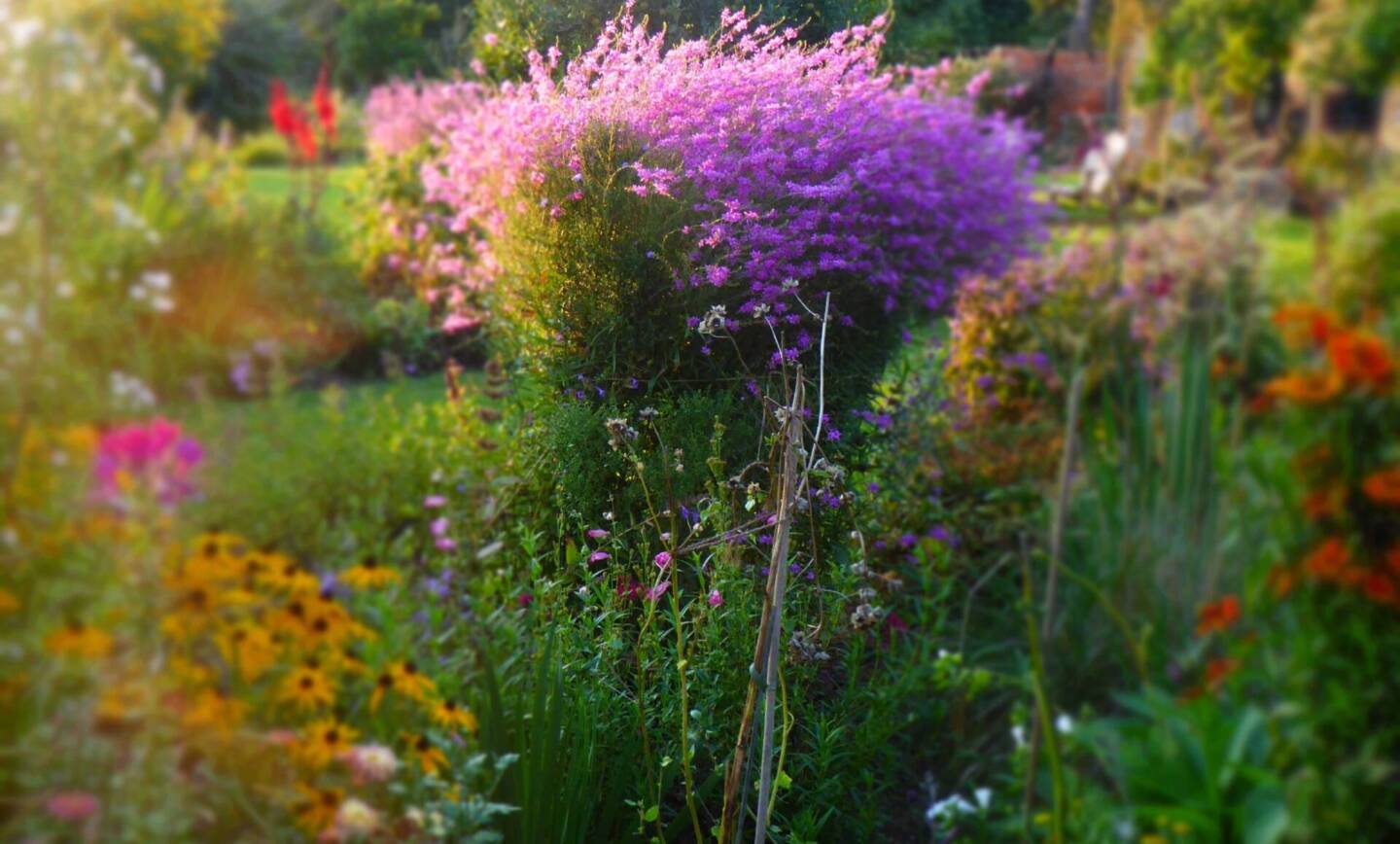 Dates Announced Bere Mill National Garden Scheme Open Days 2024