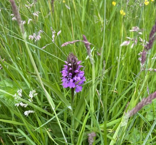 Wildflower, Bugs and Butterflies Walk – QEII Daniel Park Whitchurch