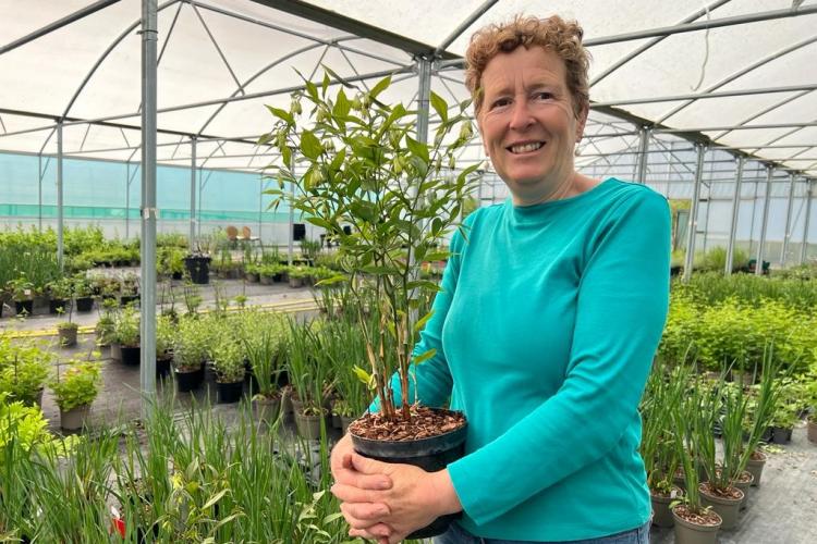Early Flowering Perennials with Rosy Hardy at Hardy’s Cottage Garden Plants