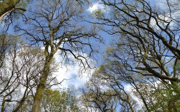 Changing Colours – Woodland Trails