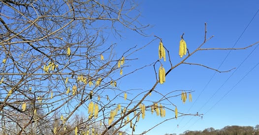 Winter Maintenance Community Morning with Friends of QEII Daniel Park