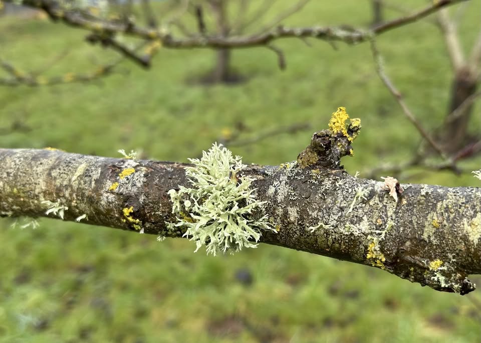 Friends of Daniel Park QEII Field – Spring Pruning in the Orchard