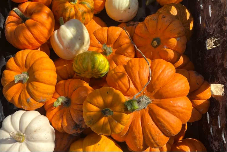 It’s Pumpkin Season at Bourne Valley Pick Your Own 17th – 31st October